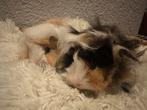 Ferplast binnenkooi met 2 langharige punk cavia tjes, Dieren en Toebehoren, Kooi, Zo goed als nieuw, 75 tot 110 cm, Cavia