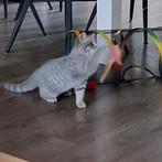 Brits Korthaar kitten met stamboom, mag gelijk mee., Dieren en Toebehoren, Katten en Kittens | Raskatten | Korthaar, Kater, Gechipt