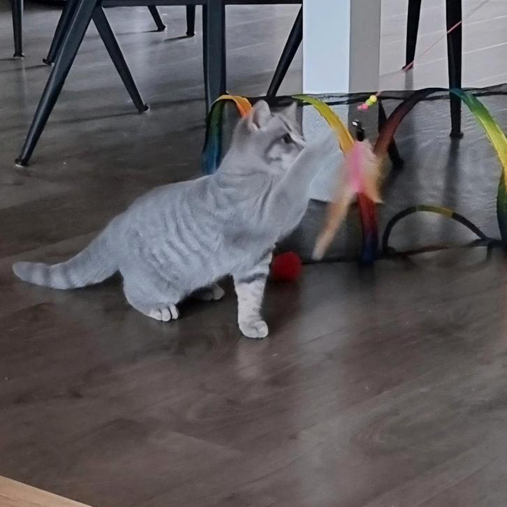 Brits Korthaar kitten met stamboom, mag gelijk mee., Dieren en Toebehoren, Katten en Kittens | Raskatten | Korthaar, Kater, Met stamboom