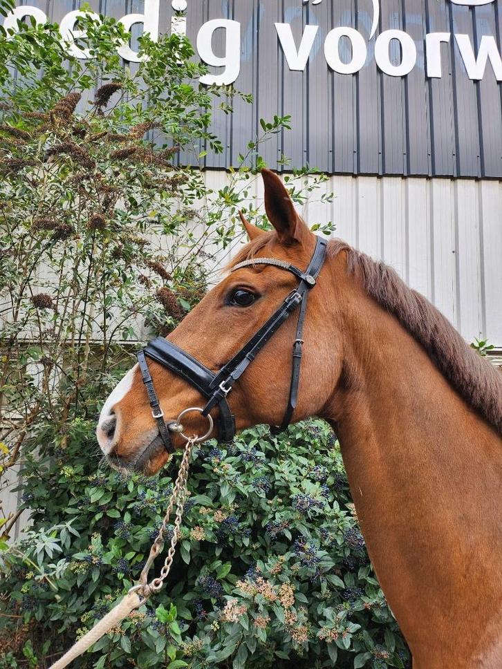 Knappe Holsteiner merrie, Dieren en Toebehoren, Paarden, Merrie, B, 160 tot 165 cm, 7 tot 10 jaar, Springpaard, Met stamboom, Gechipt