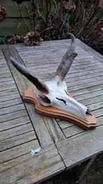 geweien gewei hoorn schedel, Ophalen of Verzenden, Gebruikt, Overige soorten, Gewei of Kop