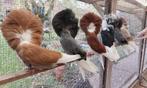 Raadsheren, Meerdere dieren