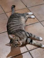 Puck zoekt een nieuw huis., Dieren en Toebehoren, Katten en Kittens | Overige Katten, Poes