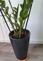 Bloempotten, Tuin en Terras, Bloempotten, Ophalen, Rond, Binnen, Zo goed als nieuw