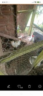 1 jarige witte leghorns nu 7€, Dieren en Toebehoren, Vrouwelijk, Kip