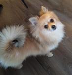 Pomchi dekreutje, Dieren en Toebehoren, Rabiës (hondsdolheid), Reu, Eén hond, 3 tot 5 jaar