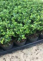 Ilex Crenata Convexa (buxus vervanger), Tuin en Terras, Planten | Struiken en Hagen, Buxus, Ophalen