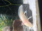 Axolotls gold, Dieren en Toebehoren, 0 tot 2 jaar