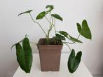 philodendron burle marx, Huis en Inrichting, Kamerplanten, Ophalen, Halfschaduw, In pot, Minder dan 100 cm