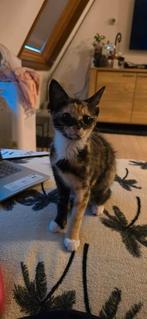 Twee vrouwlijke kittens, Dieren en Toebehoren, Katten en Kittens | Overige Katten, Poes, Langharig, 0 tot 2 jaar
