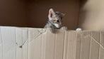 Bengaalse kittens x bicolor mogen nu weg!, Dieren en Toebehoren, Katten en Kittens | Raskatten | Korthaar, Geslacht onbekend, 0 tot 2 jaar