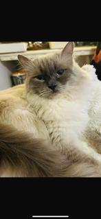 3 lieve karters en vader ragboll moeder poes maincoon, Kater, Met stamboom, 0 tot 2 jaar