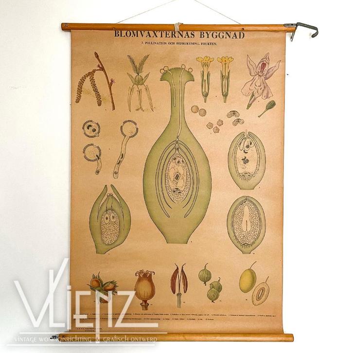 Vintage Zweedse schoolkaart schoolplaat biologie bevruchting, Antiek en Kunst, Antiek | Schoolplaten, Natuur en Biologie, Ophalen of Verzenden