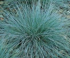 Festuca glauca-improved ( blauw schapengras ), Tuin en Terras, Planten | Tuinplanten, Vaste plant, Siergrassen, Halfschaduw, Zomer