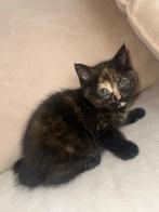 Kitten, Poes