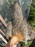 Frieshoen kriel, Dieren en Toebehoren, Meerdere dieren, Kip