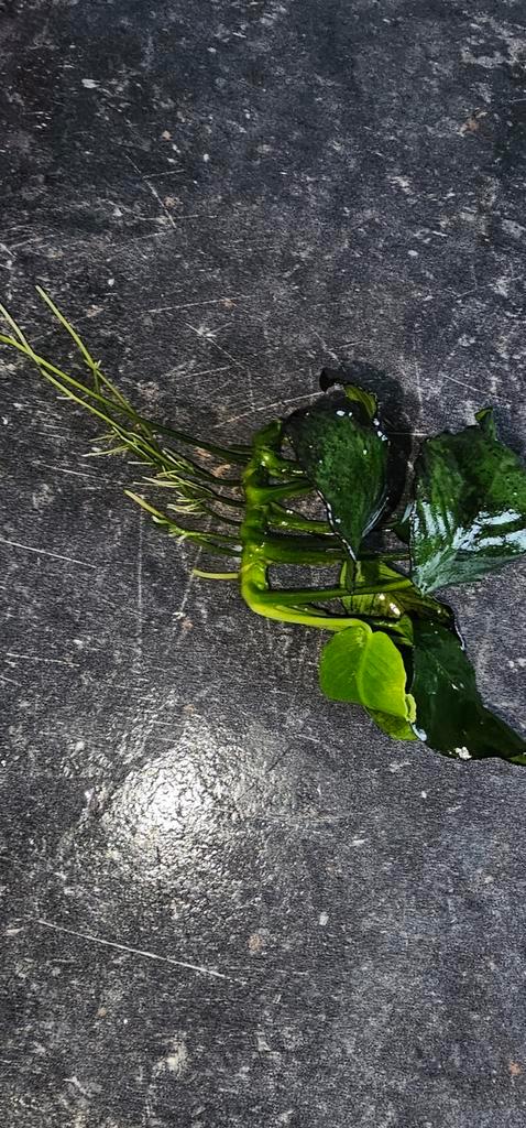 Anubias aquarium plant, Dieren en Toebehoren, Vissen | Aquaria en Toebehoren, Plant(en), Steen of Hout, Ophalen