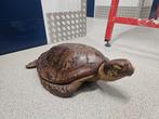 Zee schildpad., Ophalen of Verzenden, Gebruikt, Reptiel of Amfibie, Opgezet dier