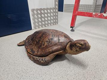 Zee schildpad.  beschikbaar voor biedingen