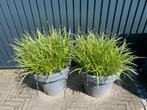 Carex morowii variegata siergras groenblijvend, Tuin en Terras, Planten | Tuinplanten, Ophalen of Verzenden, Vaste plant, Siergrassen