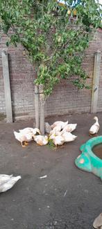 Saksishe eenden, Dieren en Toebehoren, Pluimvee, Meerdere dieren, Eend