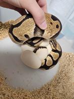 Harlequin Pastel 100%Desert Ghost bewezen kweekdame, Slang