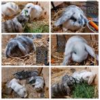 Franse hangoren te koop, Dieren en Toebehoren, Konijnen, Meerdere dieren, Groot