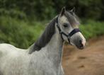Prachtige welsh pony merrie, Dieren en Toebehoren, Pony's, Merrie, 3 tot 6 jaar, B pony (1.17m tot 1.27m), Onbeleerd