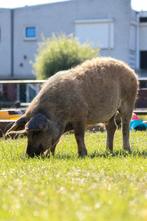 Jong wol varken / big/ varkentje, Dieren en Toebehoren, Mannelijk, Varken, 0 tot 2 jaar