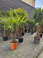 Palmboom winterhard meerdere maten beschikbaar, nu Korting!, Ophalen of Verzenden, Zomer, Volle zon, Palmboom