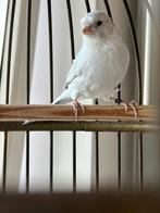 KANARIEPIET MAN 2025, Dieren en Toebehoren, Vogels | Kanaries, Mannelijk, Kleurkanarie
