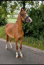 Knappe 7 jarige Welsh merrie, Merrie, B, Gechipt, Dressuurpony