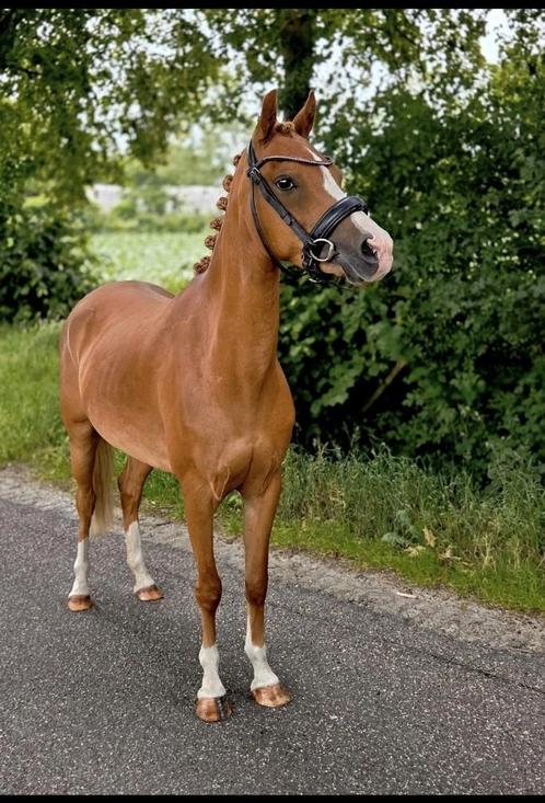 Knappe 7 jarige Welsh merrie, Dieren en Toebehoren, Pony's, Merrie, B, C pony (1.27m tot 1.37m), Dressuurpony, 7 tot 10 jaar, Met stamboom