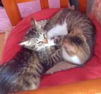 2 zeer lieve kittens (v), gesterilis/ ingeent/ chip/ 7,5mnd, Kortharig, 0 tot 2 jaar, Poes