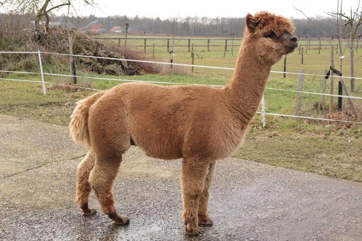 Mooie alpaca dek hengst, Dieren en Toebehoren, Overige Dieren, Mannelijk, Juni