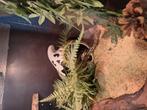 0.1 rattenslang ghost aztec, Dieren en Toebehoren, Reptielen en Amfibieën, Slang, 3 tot 6 jaar