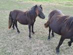 SHETLAND PONY ENTER MERRIES, Dieren en Toebehoren, Merrie, Niet van toepassing, 0 tot 2 jaar, A pony (tot 1.17m)