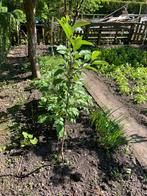Appel boom, Tuin en Terras, Planten | Fruitbomen, Ophalen, 250 tot 400 cm, Appelboom, Lente