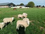 ooi lammeren, Dieren en Toebehoren, Schapen, Geiten en Varkens, Vrouwelijk, Schaap, 0 tot 2 jaar