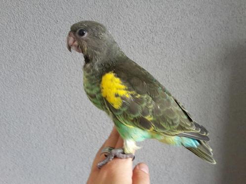 tamme jonge meyer papegaai, Dieren en Toebehoren, Vogels | Parkieten en Papegaaien, Parkiet, Meerdere dieren, Tam, Geringd