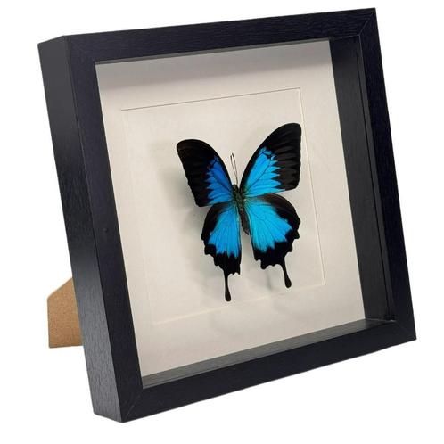 Papilio ulysses vlinder passe partout lijst 25x25 cm, Verzamelen, Dierenverzamelingen, Nieuw, Opgezet dier, Insect, Ophalen of Verzenden