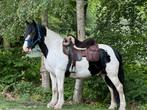 Te koop onze lieve Tinker ruin Blue, Dieren en Toebehoren, Paarden, Ruin, B, Gechipt, 7 tot 10 jaar
