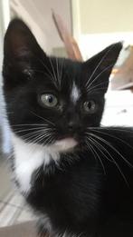 Kitten 9 weken oud, Dieren en Toebehoren, Poes, Kortharig, 0 tot 2 jaar