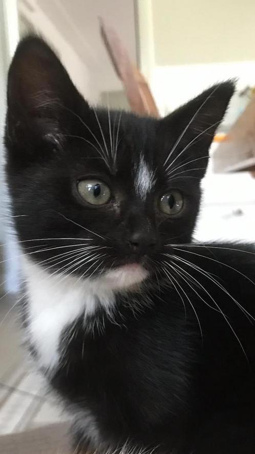 Kitten 9 weken oud, Dieren en Toebehoren, Katten en Kittens | Overige Katten, Kortharig, Poes, 0 tot 2 jaar