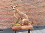 Opgezette Afrikaanse caracal taxidermy opgezet afrika gewei, Ophalen, Wild dier, Opgezet dier