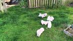 Hele mooie lieve speelse Boomer pups., Dieren en Toebehoren, Honden | Niet-rashonden, CDV (hondenziekte), 8 tot 15 weken, Meerdere