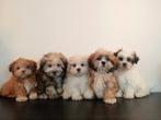 Mooie Boomer pups ShihTzu x Maltezer., Dieren en Toebehoren, Honden | Chihuahua's en Gezelschapshonden, Nederland, Overige rassen