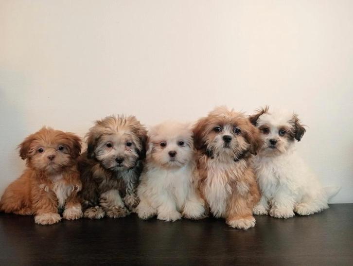 Mooie Boomer pups ShihTzu x Maltezer., Dieren en Toebehoren, Honden | Chihuahua's en Gezelschapshonden, Meerdere dieren, Overige rassen