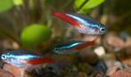 neon tetra 6-7 stuks, Dieren en Toebehoren, Vissen | Aquariumvissen, Vis, Zoetwatervis, Schoolvis