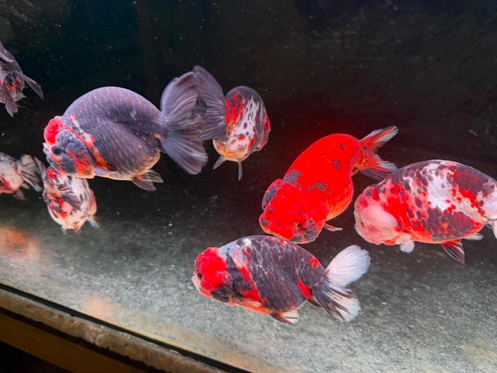 Tekoop div. Grote ranchu, Dieren en Toebehoren, Vissen | Aquariumvissen, Vis